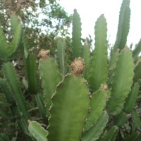 Euphorbia antiquorum L.